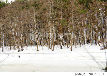 冬の猪苗代湖 天神浜 雪景色の林道 福島県猪苗代町 冬の猪苗代湖 天神浜 雪景色の林道 福島県猪苗代町 98143084