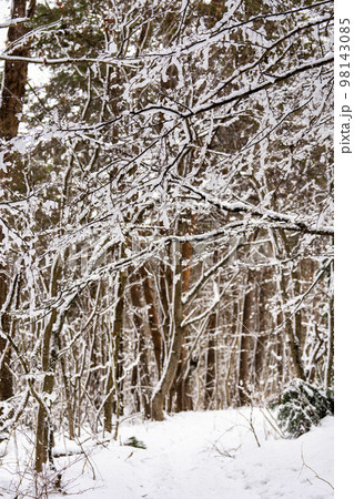 冬の猪苗代湖　天神浜　雪景色の林道　福島県猪苗代町 98143085