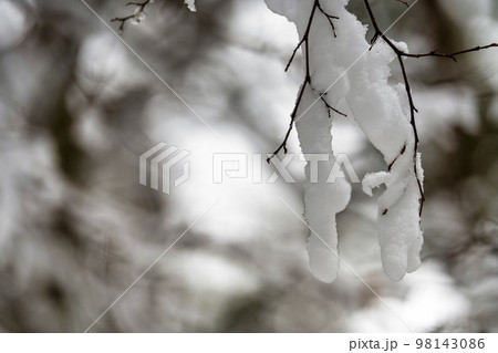 冬の猪苗代湖　天神浜　雪景色の林道　福島県猪苗代町 98143086
