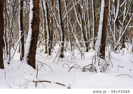 冬の猪苗代湖　天神浜　雪景色の林道　福島県猪苗代町 98143088