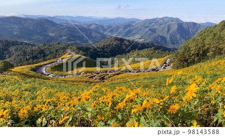 Mexican sunflower field at Tung Bua Tong Mae Hong Son ,Thailand Mexican sunflower field at Tung Bua Tong Mae Hong Son ,Thailand 98143588