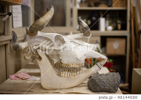 標本 美術用 標本 美術用 98144080