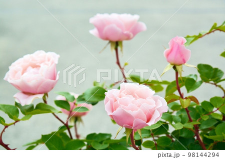 薔薇の花（ダフネ） 98144294