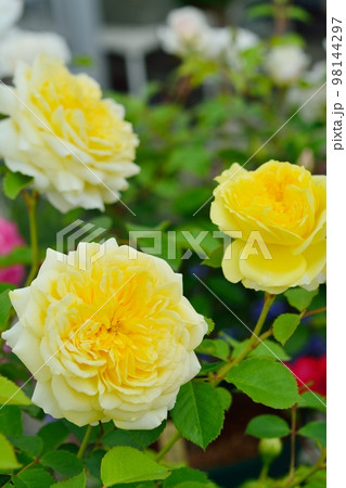 薔薇の花(ザピルグリム) 薔薇の花(ザピルグリム) 98144297