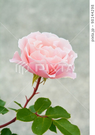 薔薇の花(ダフネ) 薔薇の花(ダフネ) 98144298