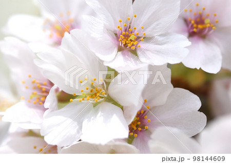 ソメイヨシノは重なり会うように枝に満開の桜の花を咲かせている ソメイヨシノは重なり会うように枝に満開の桜の花を咲かせている 98144609