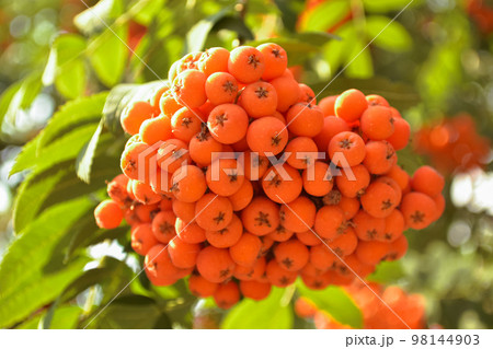 A bunch of ripe orange rowan berries close-up illuminated by sunlight against a background of green leaves 98144903