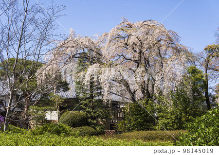 中院のしだれ桜【星野山無量寿寺】埼玉県川越市 98145019