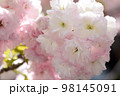 淡いピンクと清楚な白い色をした八重咲のフゲンゾウ桜がまちを華やかにしてくれる 98145091