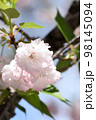 八重咲のフゲンゾウの淡いピンクと清楚な白色の桜の花弁が青空に映えている 98145094