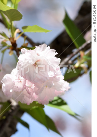 八重咲のフゲンゾウの淡いピンクと清楚な白色の桜の花弁が青空に映えている 98145094