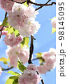 八重咲のフゲンゾウの淡いピンクと清楚な白色の桜の花弁が青空に映えている 98145095