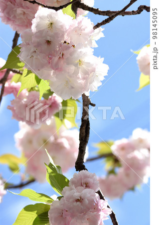 八重咲のフゲンゾウの淡いピンクと清楚な白色の桜の花弁が青空に映えている 98145095