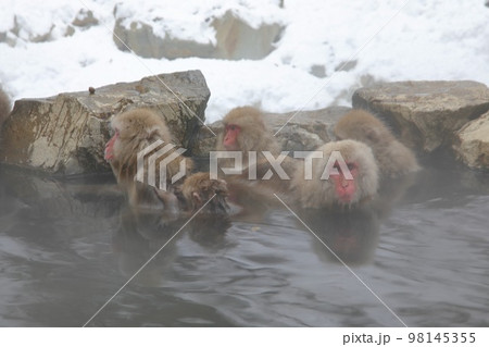 地獄谷野猿公苑 地獄谷野猿公苑 98145355