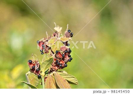 黒いタンキリマメの実（冬、十二月） 98145450