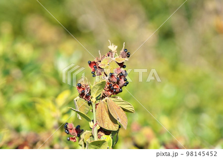 黒いタンキリマメの実(冬、十二月) 黒いタンキリマメの実(冬、十二月) 98145452