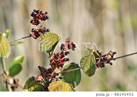 黒いタンキリマメの実(冬、十二月) 黒いタンキリマメの実(冬、十二月) 98145453
