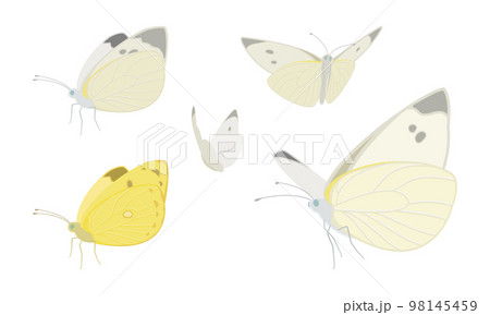 飛んでいるモンシロチョウとモンキチョウのイラストセットのイラスト