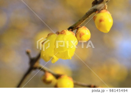 ロウバイの花 98145494