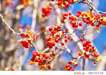 赤い果肉が美しいツルウメモドキの実（冬、十二月） 98145718