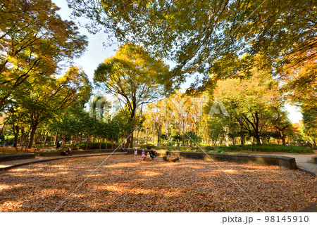 公園の落ち葉で遊ぶ親子 公園の落ち葉で遊ぶ親子 98145910