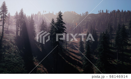 Evergreen fir trees with cones, peaks of French Alps mountains 98146914