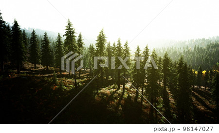 Misty mountain forest landscape in the morning 98147027