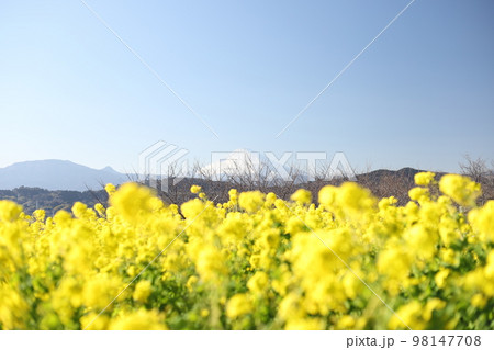 吾妻山から青空のもと菜の花畑と雪山の富士 吾妻山から青空のもと菜の花畑と雪山の富士 98147708