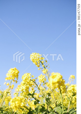 冬の季節の中黄色に咲きほこる山頂の菜の花たち 冬の季節の中黄色に咲きほこる山頂の菜の花たち 98147709