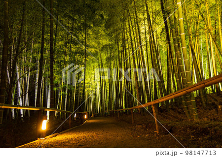 古都京都 東山花灯路 高台寺 竹林 古都京都 東山花灯路 高台寺 竹林 98147713