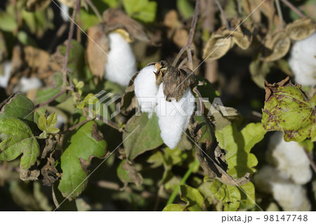 Levant cotton 98147748