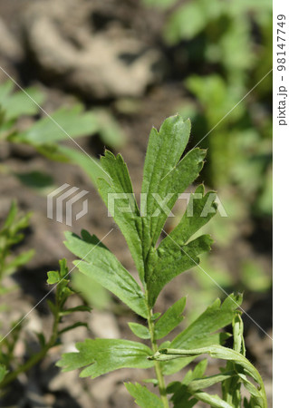 Prairie smoke 98147749