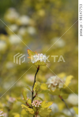 Ninebark Luteus Ninebark Luteus 98147753