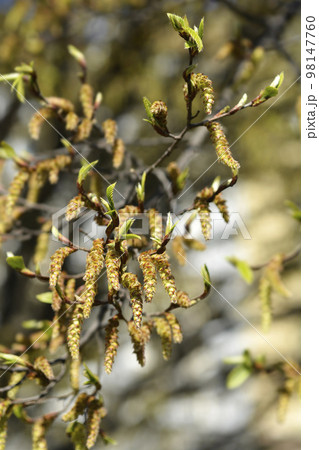 Hornbeam Fastiegata Hornbeam Fastiegata 98147760