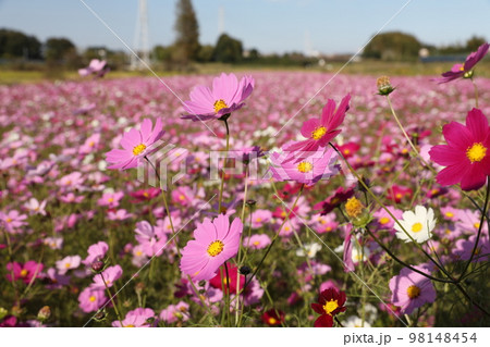 咲き競うコスモス畑 98148454