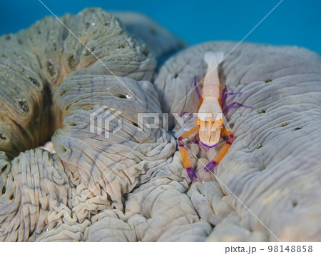 ウミウシカクレエビ 98148858