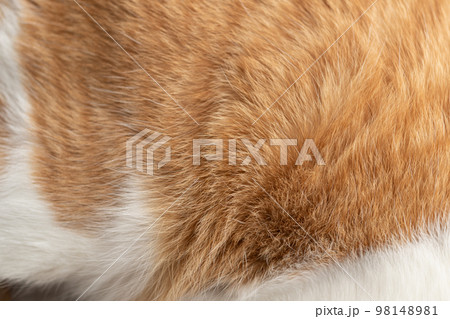 猫の毛並み　茶トラ白 98148981