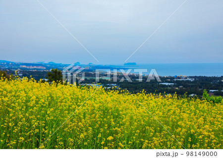済州島 群山上がり 上り 98149000