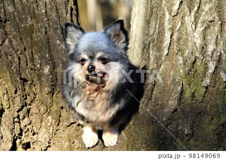 四季の憩いの鶴ヶ島市運動公園の森で二股の木の間から可愛く見つめるチワワの女の子むーちゃん♡ 四季の憩いの鶴ヶ島市運動公園の森で二股の木の間から可愛く見つめるチワワの女の子むーちゃん♡ 98149069