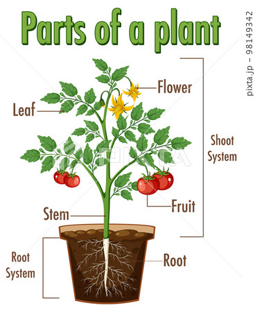 Diagram showing parts of a plant 98149342