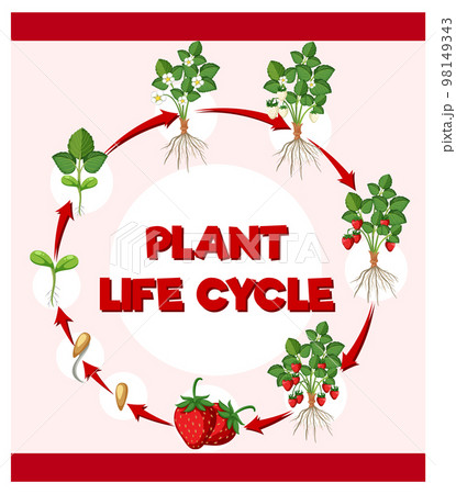 Life cycle of strawberry diagram 98149343
