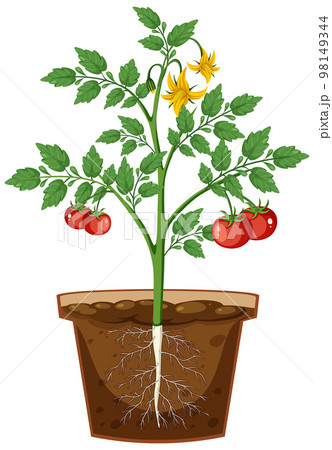 Tomato plant root in pot vector 98149344