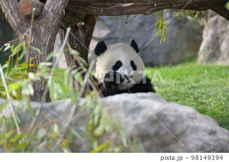 おいしそうにおやつを食べる桃浜 おいしそうにおやつを食べる桃浜 98149394