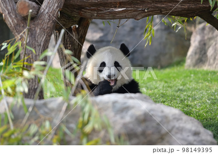 おいしそうにおやつを食べる桃浜 おいしそうにおやつを食べる桃浜 98149395