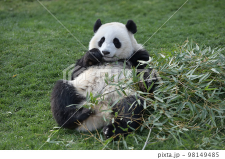 おいしそうに竹を食べる桃浜 おいしそうに竹を食べる桃浜 98149485