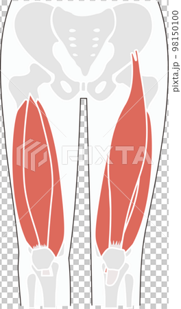 A simple illustration of the skeleton of the pelvis and thighs and the quadriceps muscle 98150100