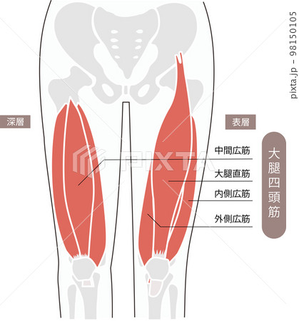 骨盤と太もも部分の骨格と大腿四頭筋のシンプルなイラスト 骨盤と太もも部分の骨格と大腿四頭筋のシンプルなイラスト 98150105