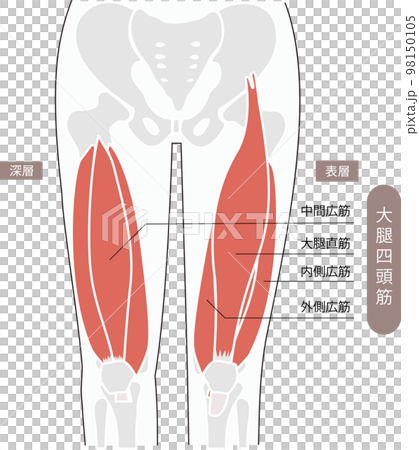 A simple illustration of the skeleton of the pelvis and thighs and the quadriceps muscle 98150105