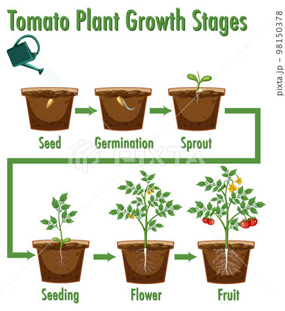 Tomato Plant Growth Stages Tomato Plant Growth Stages 98150378