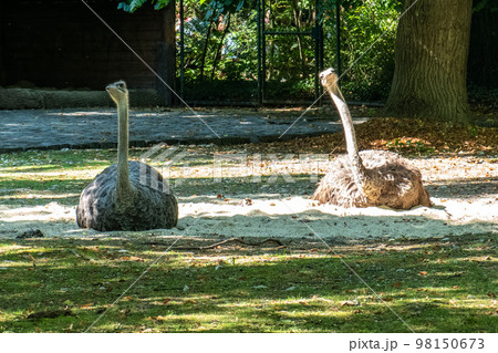 The common ostrich, Struthio camelus, or simply ostrich 98150673